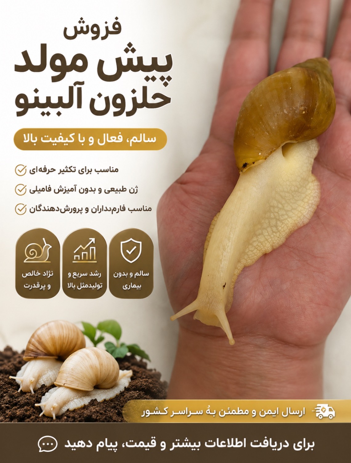 حلزون پیشمولد آلبینو
