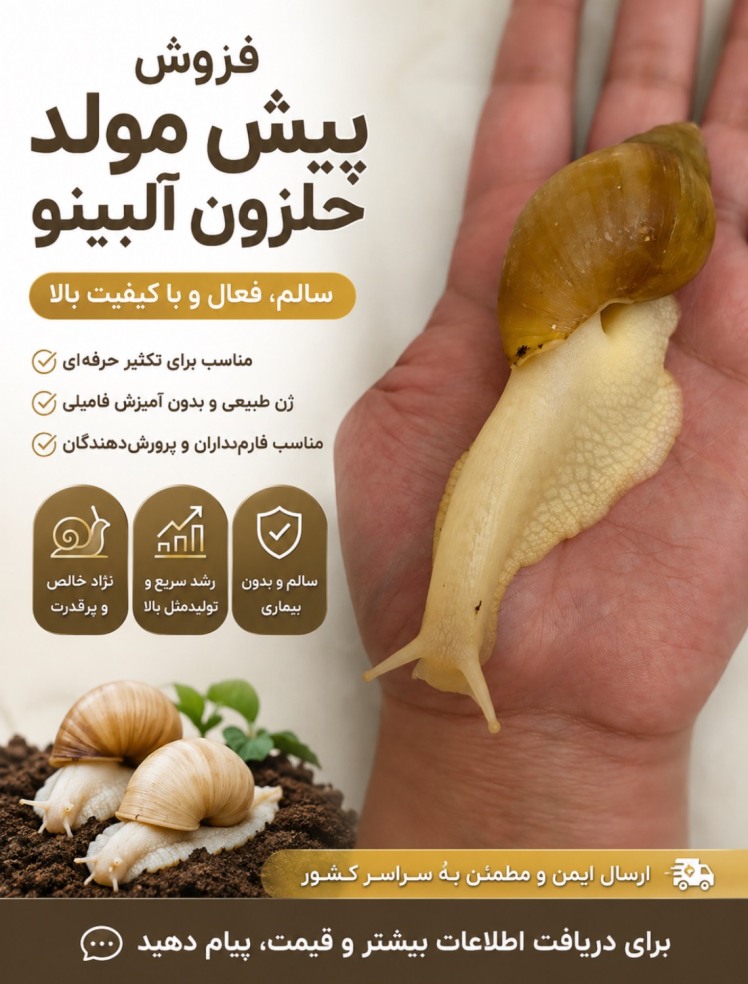 حلزون پیش‌مولد آلبینو