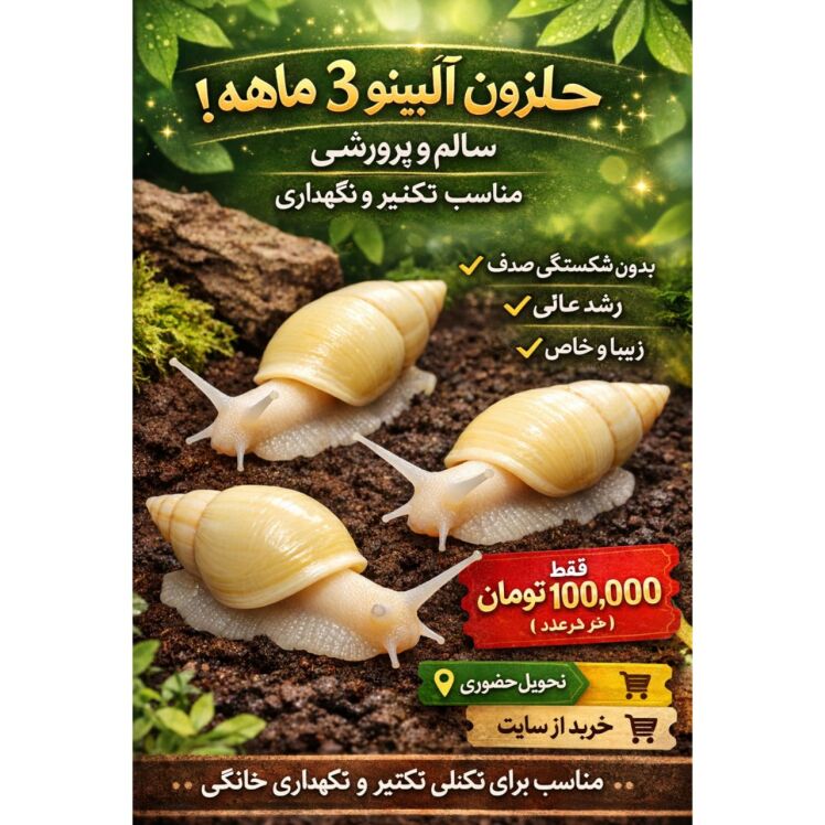 حلزون آلبینو ۳ ماهه – سالم و پرورشیحلزون آلبینو ۳ ماهه – سالم و پرورشی