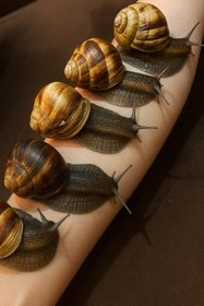 حلزون اسکارگو (Escargot) – مناسب نگهداری در خانه