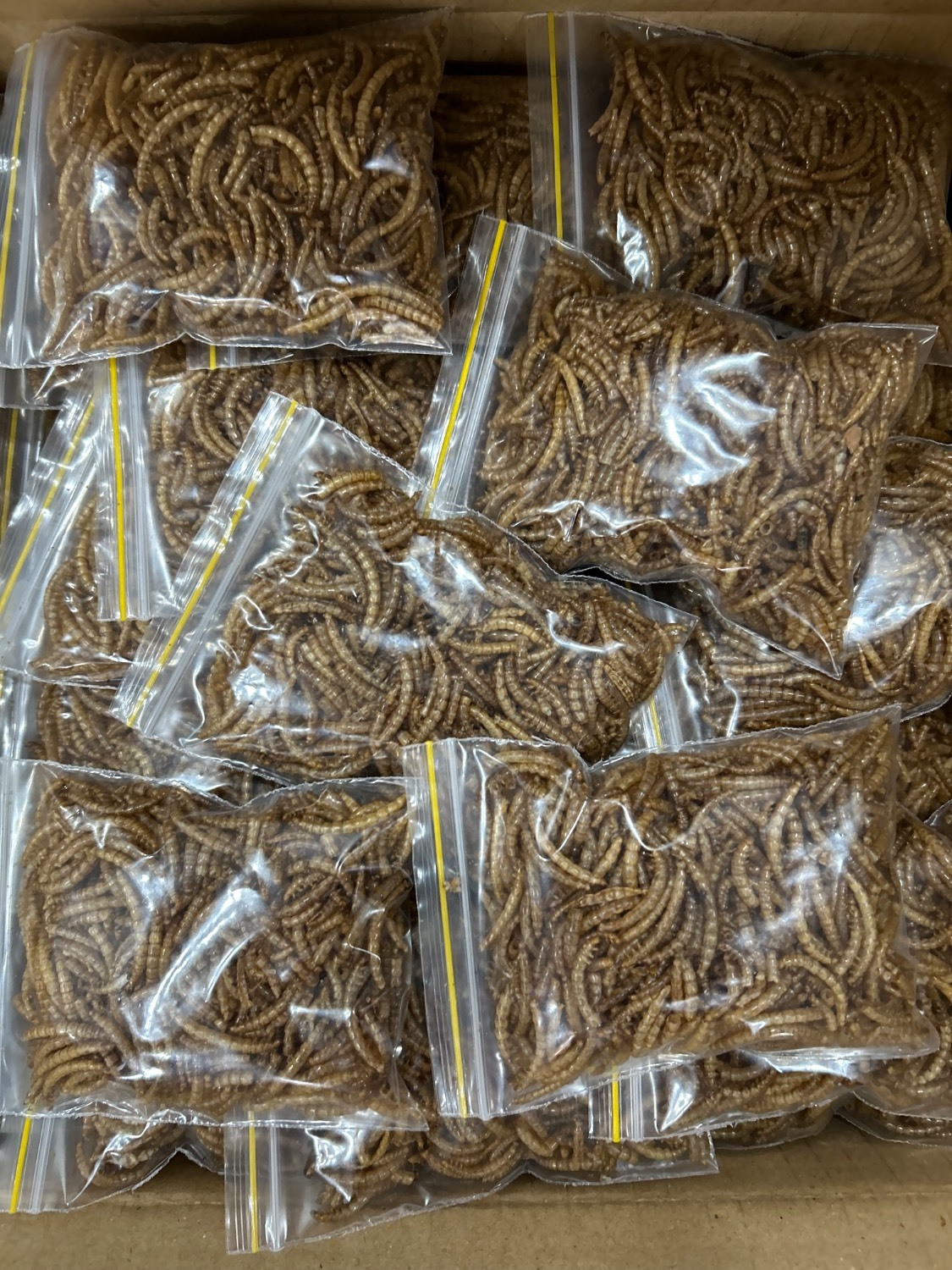  میلورم خشک شده (Mealworm) | مکمل اختصاصی پرورش حلزون 