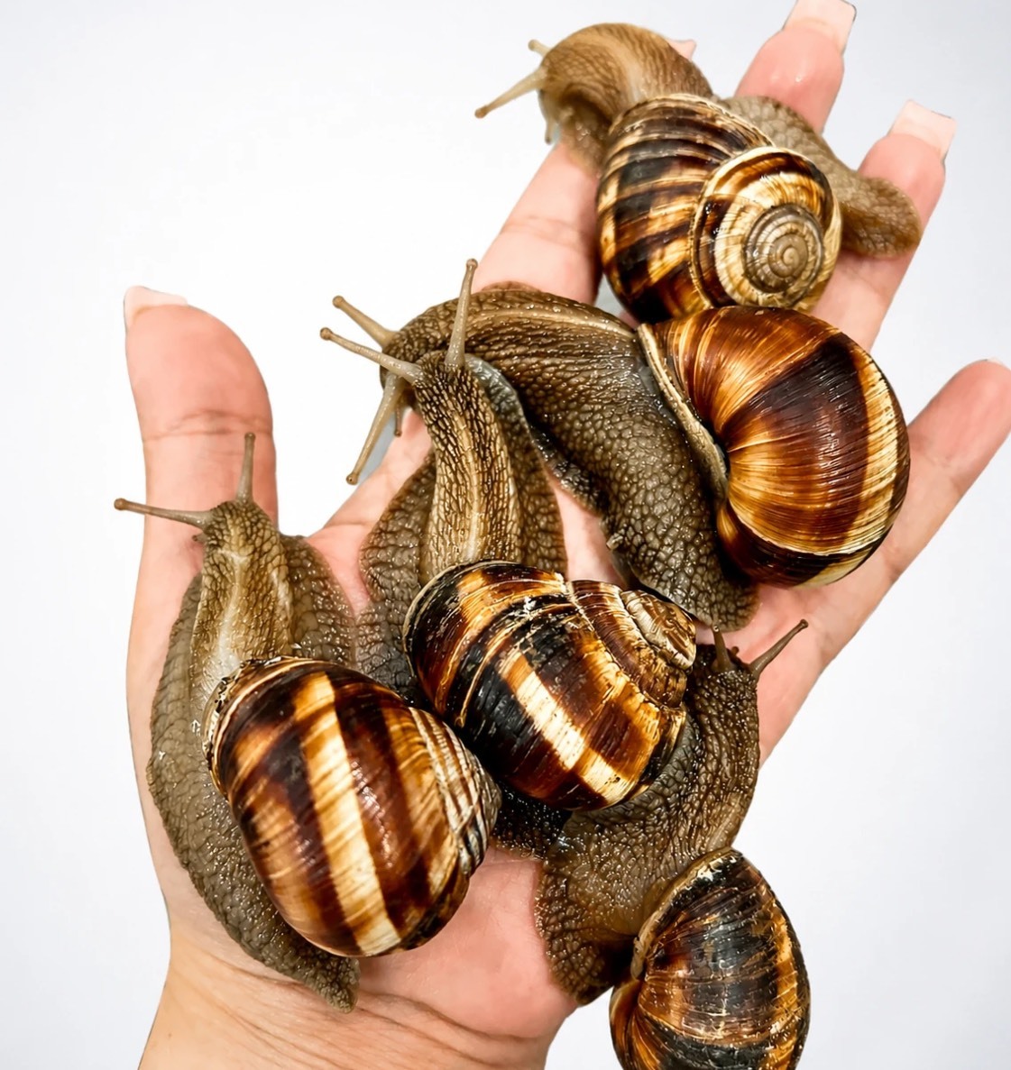  حلزون اسکارگو (Escargot) سوپر مولد | مناسب نگهداری خانگی و تکثیر 