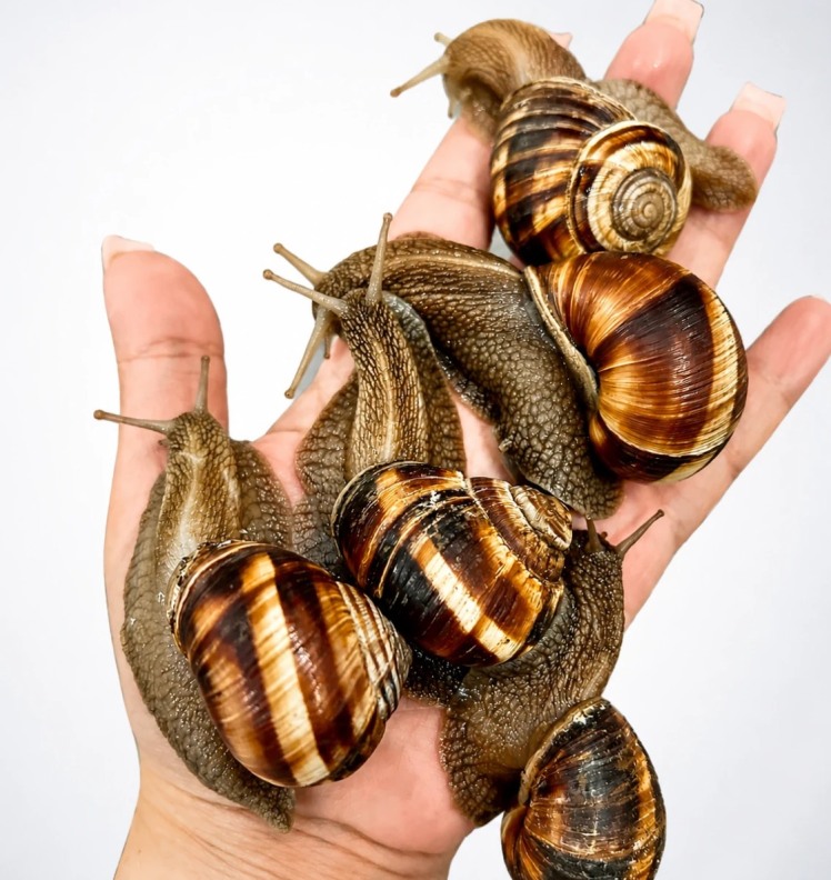 حلزون اسکارگو (Escargot) سوپر مولد | مناسب نگهداری خانگی و تکثیر
